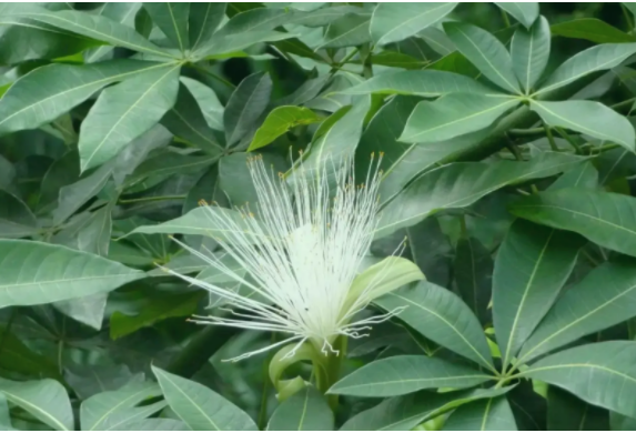 發(fā)財樹開花后怎么辦？